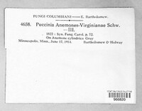Puccinia anemones-virginianae image